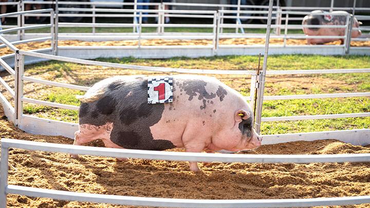 2025 Jefferson County Fair